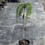 Smrekovec japonský (Larix kaempferi) ´PENDULA´ - výška: 100-130 cm, kont. C5L – na kmienku 